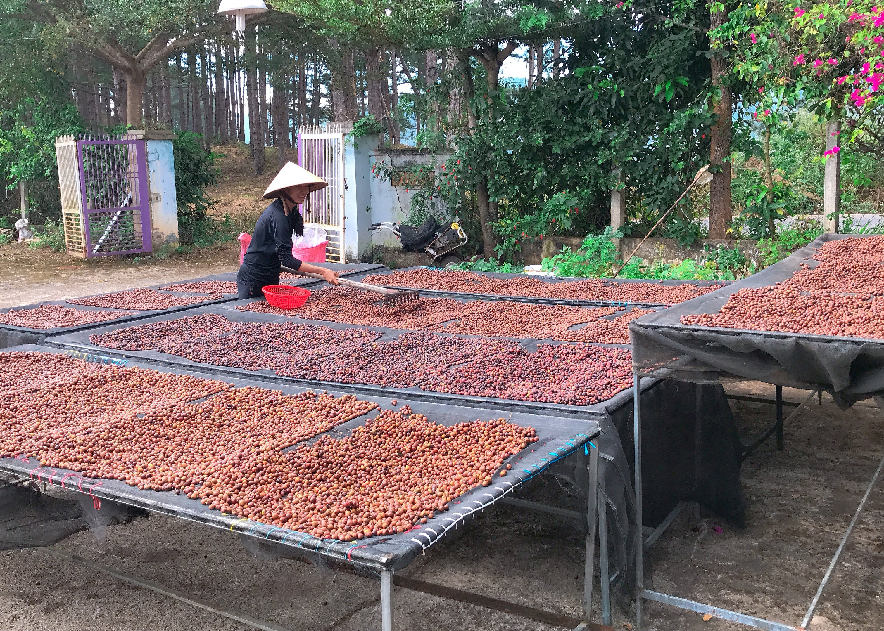 Cà phê sạch Arabica của Midori Farm